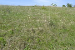 Stipa capillata