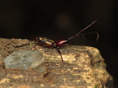 Ectocemus decemmaculatus