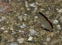 Curetis santana