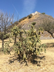 Cylindropuntia imbricata
