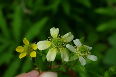 Geum × catlingii