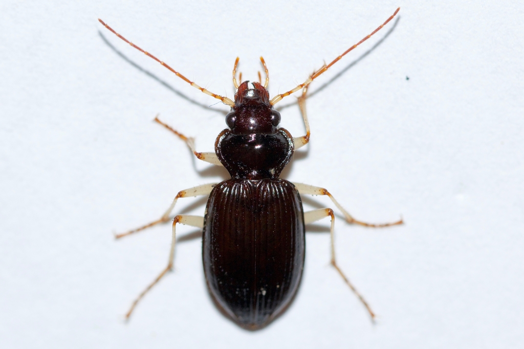 Lacustrine Gazelle Beetle