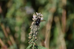 Xylocopa tabaniformis pallidiventris