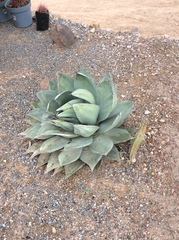 Agave applanata