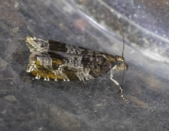 Ancylis achatana