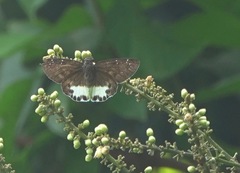 Tagiades ultra