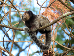 Callithrix penicillata