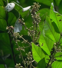 Theopropus rubrobrunneus