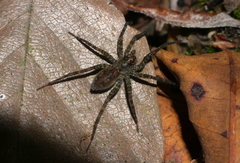 Pardosa sumatrana