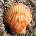 Pacific Calico Scallop - Photo (c) BJ Stacey, some rights reserved (CC BY-NC), uploaded by BJ Stacey