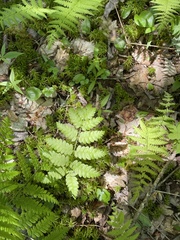 Phegopteris connectilis