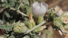 Malacothamnus enigmaticus