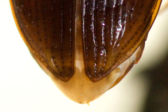 Nebria lacustris
