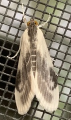 Cliniodes ostreonalis