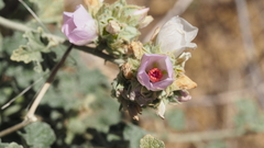 Malacothamnus enigmaticus