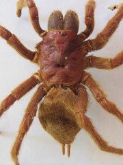 Aphonopelma crinirufum