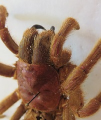 Aphonopelma crinirufum