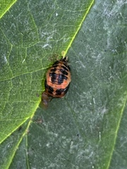 Harmonia axyridis