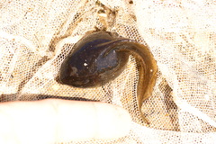 Pallas' Spadefoot Toad photo 4