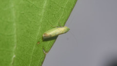 Dryadomorpha pallida