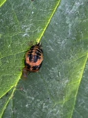 Harmonia axyridis