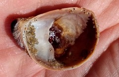 Crepidula onyx