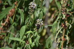 Xylocopa tabaniformis pallidiventris