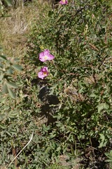 Rosa woodsii gratissima