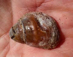 Crepidula onyx