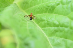 Tritoxa