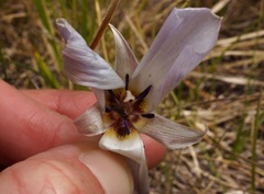 Calochortus invenustus