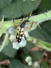 Rutpela maculata