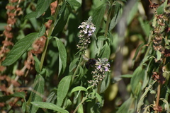 Xylocopa tabaniformis pallidiventris
