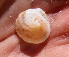 Crucibulum spinosum