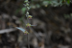 Epipactis kleinii