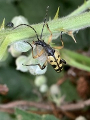 Rutpela maculata