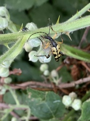 Rutpela maculata