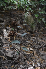 Epipactis kleinii