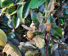 Duguetia furfuracea