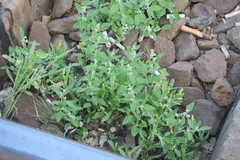 Chenopodium album