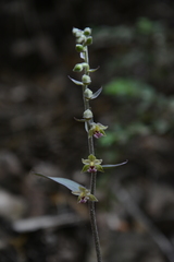 Epipactis kleinii