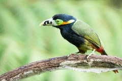 Selenidera maculirostris