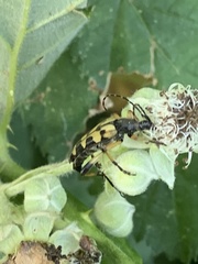 Rutpela maculata