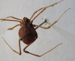 Cosmetinae