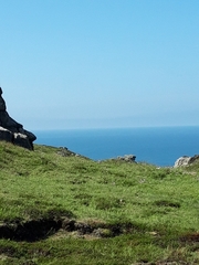 Oenanthe oenanthe