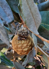 Duguetia furfuracea