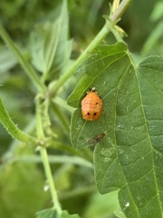 Harmonia axyridis