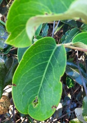 Duguetia furfuracea