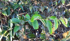 Duguetia furfuracea