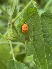 Harmonia axyridis